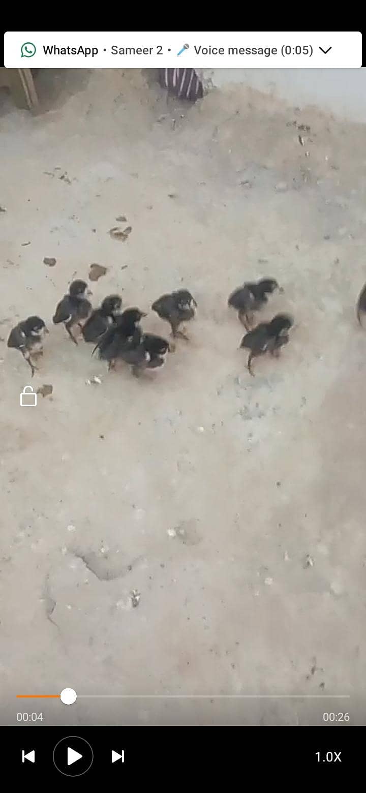 chicks black 0