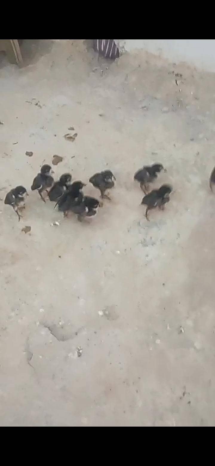 chicks black 1