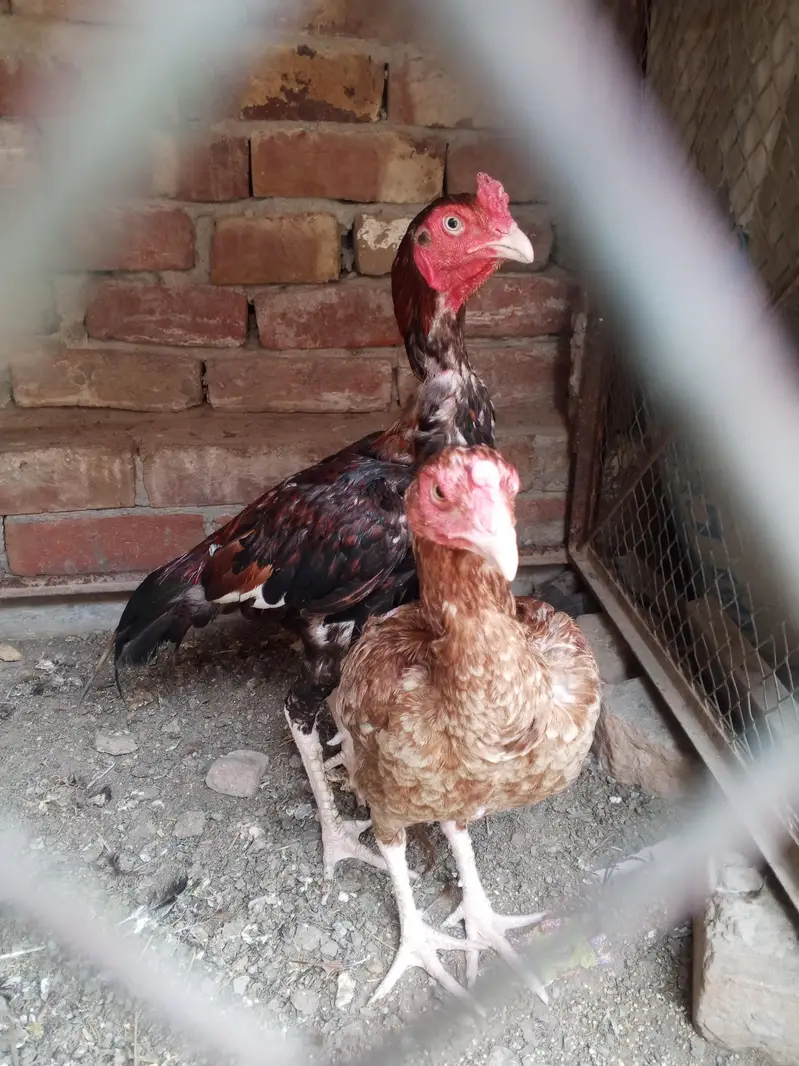 Aseel pair for sale — photo 3