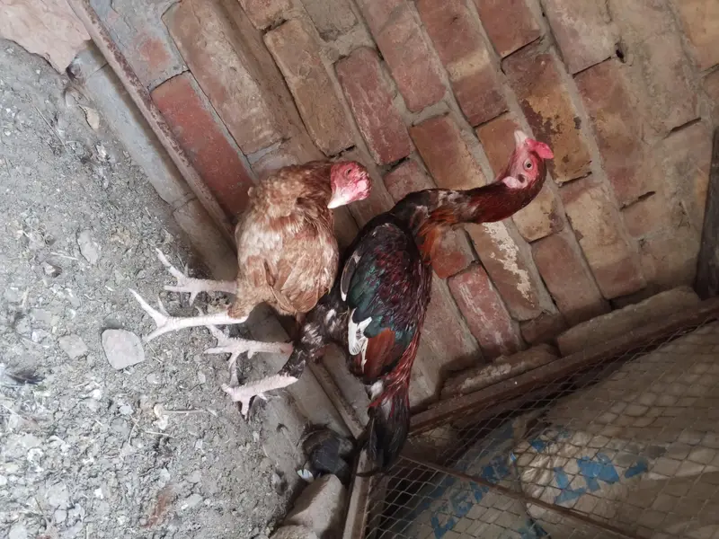 Aseel pair for sale — photo 4