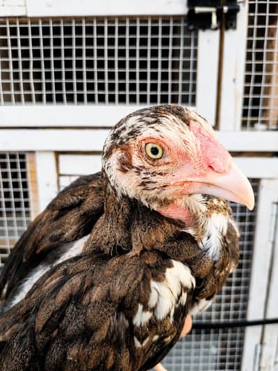 E-agle Aseel chicks
