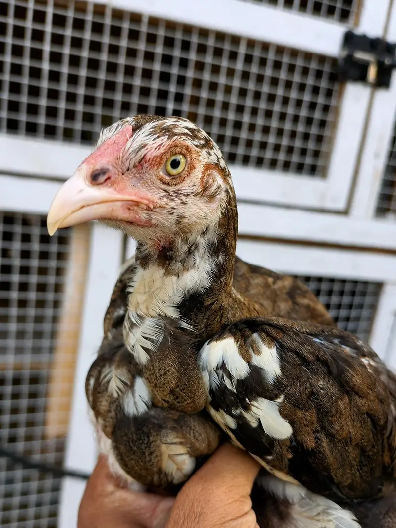 E-agle Aseel chicks — photo 2