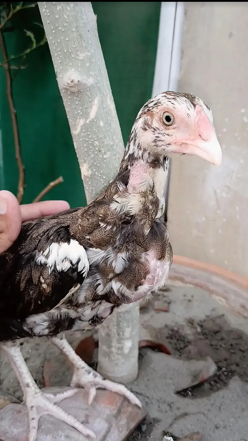 E-agle Aseel chicks — photo 4