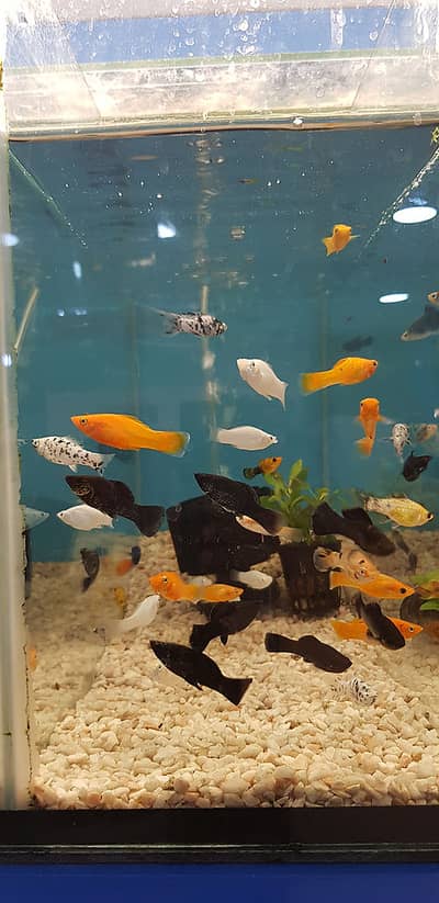 High quality breeder Molly and Platy fishes in many colours.