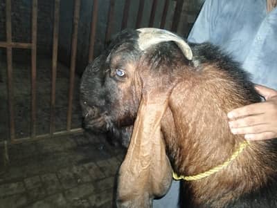 Breeder Male for Sale