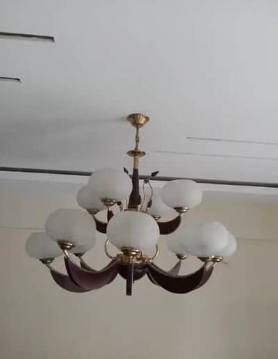 Fanus Large Size 12 Bulb