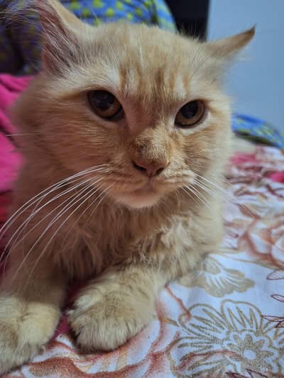 persian cat for sale