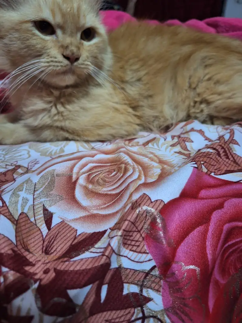 persian cat for sale — photo 2