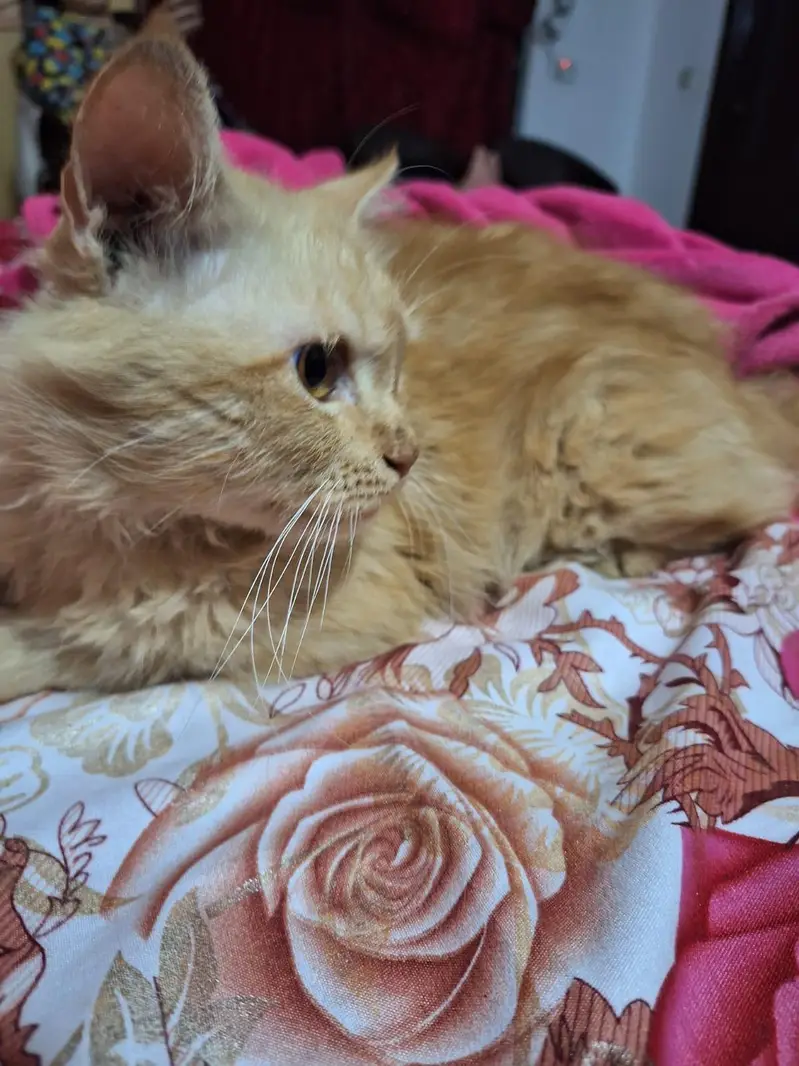persian cat for sale — photo 3
