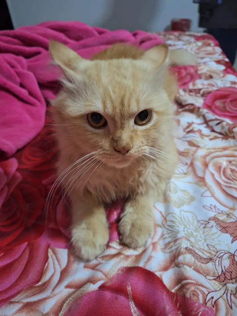 persian cat for sale — photo 4