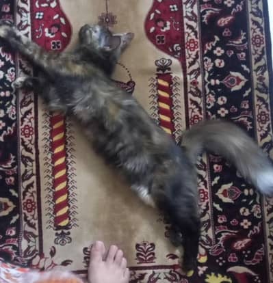 Double Coat Persian Kitten