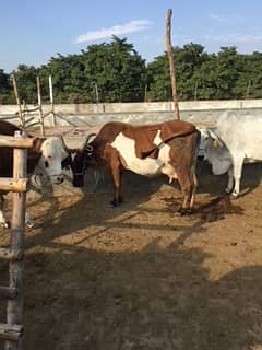 Land Is Available For Farm Houses , Cattle / Dairy / Fish Farming
