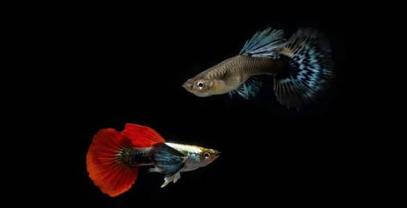 Guppy