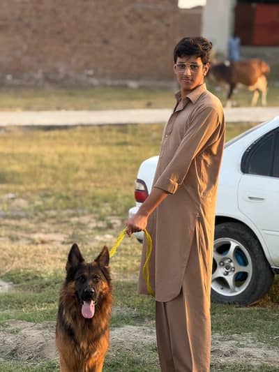 Germen shephard full friendly long coat/for security or family
