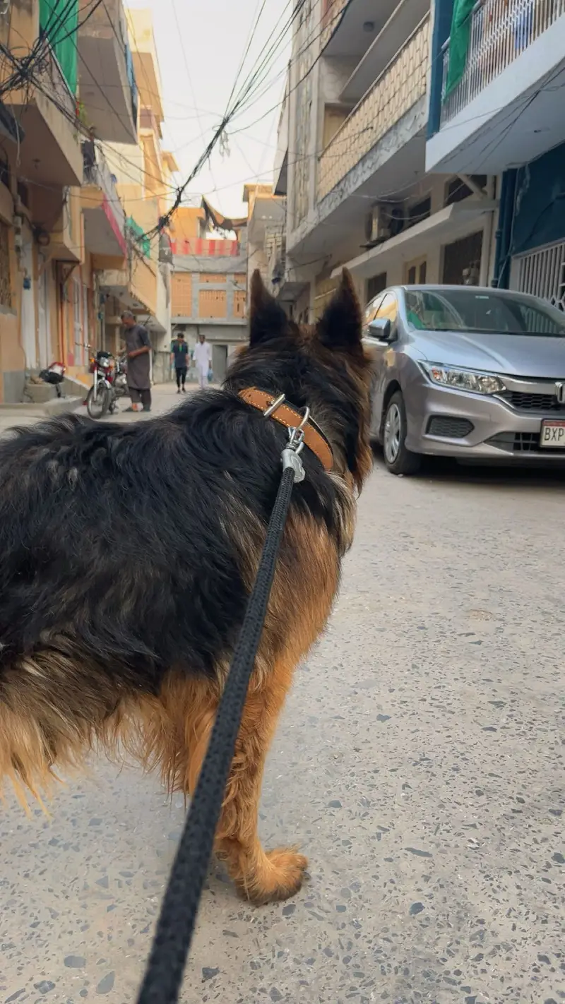Germen shephard full friendly long coat/for security or family — photo 3