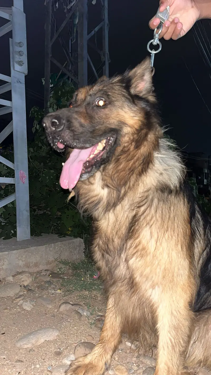 Germen shephard full friendly long coat/for security or family — photo 4