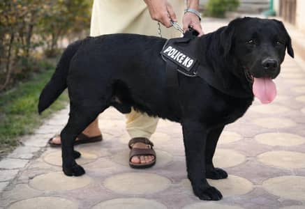 black Labrador retriever looking for new home