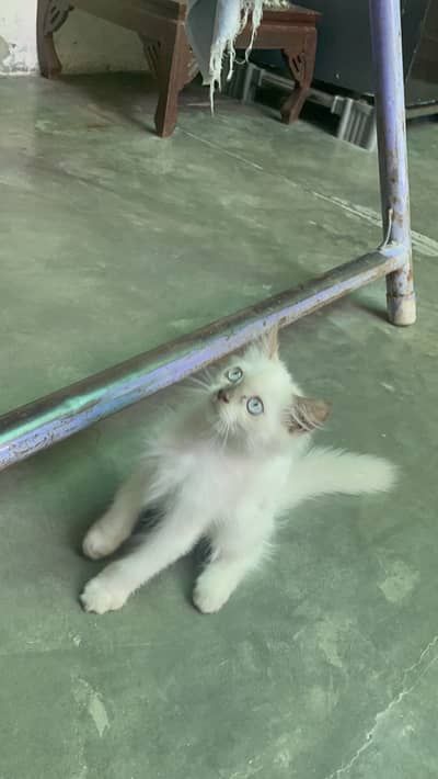 Persian male kitten/03187020013/Himalayan kitten /blue eyes kitten