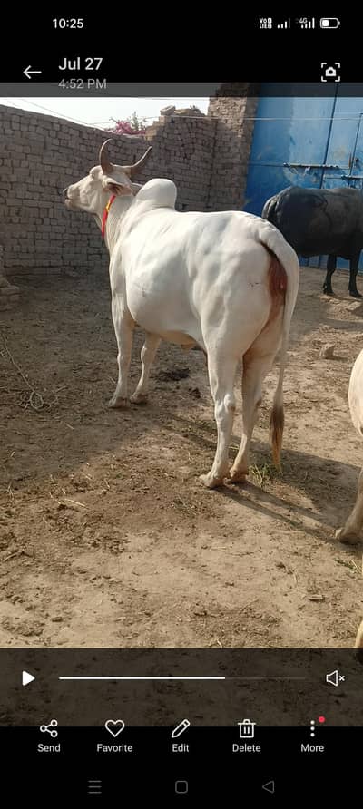 white cow