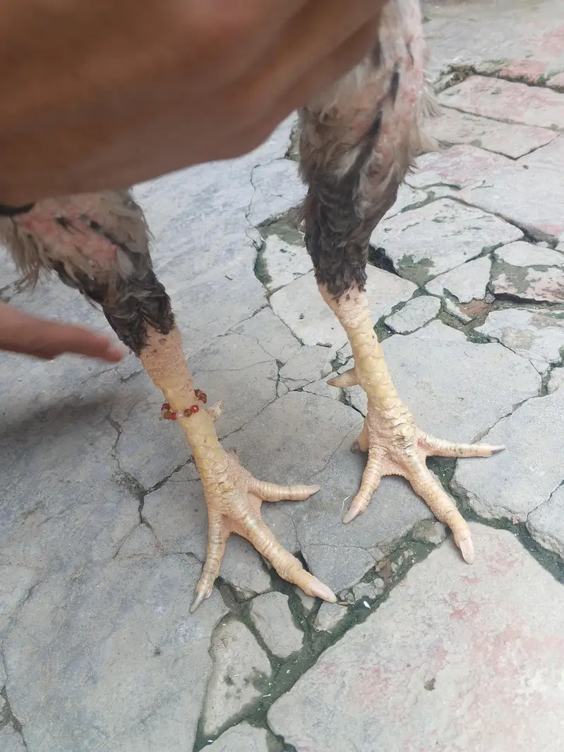 Aseel Barme Velaitee — photo 2