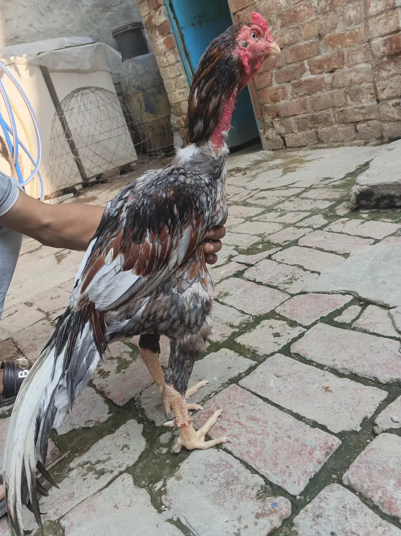 Aseel Barme Velaitee — photo 3