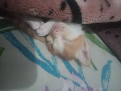 7 half persian kittens