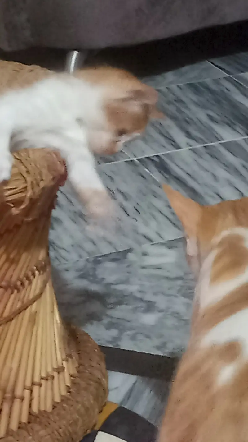 7 half persian kittens — photo 2