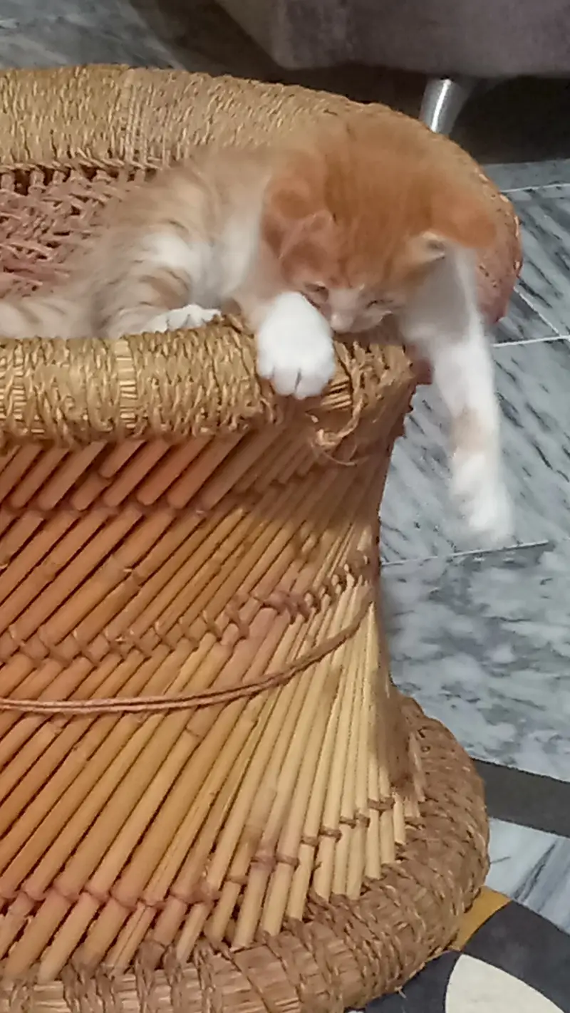 7 half persian kittens — photo 3