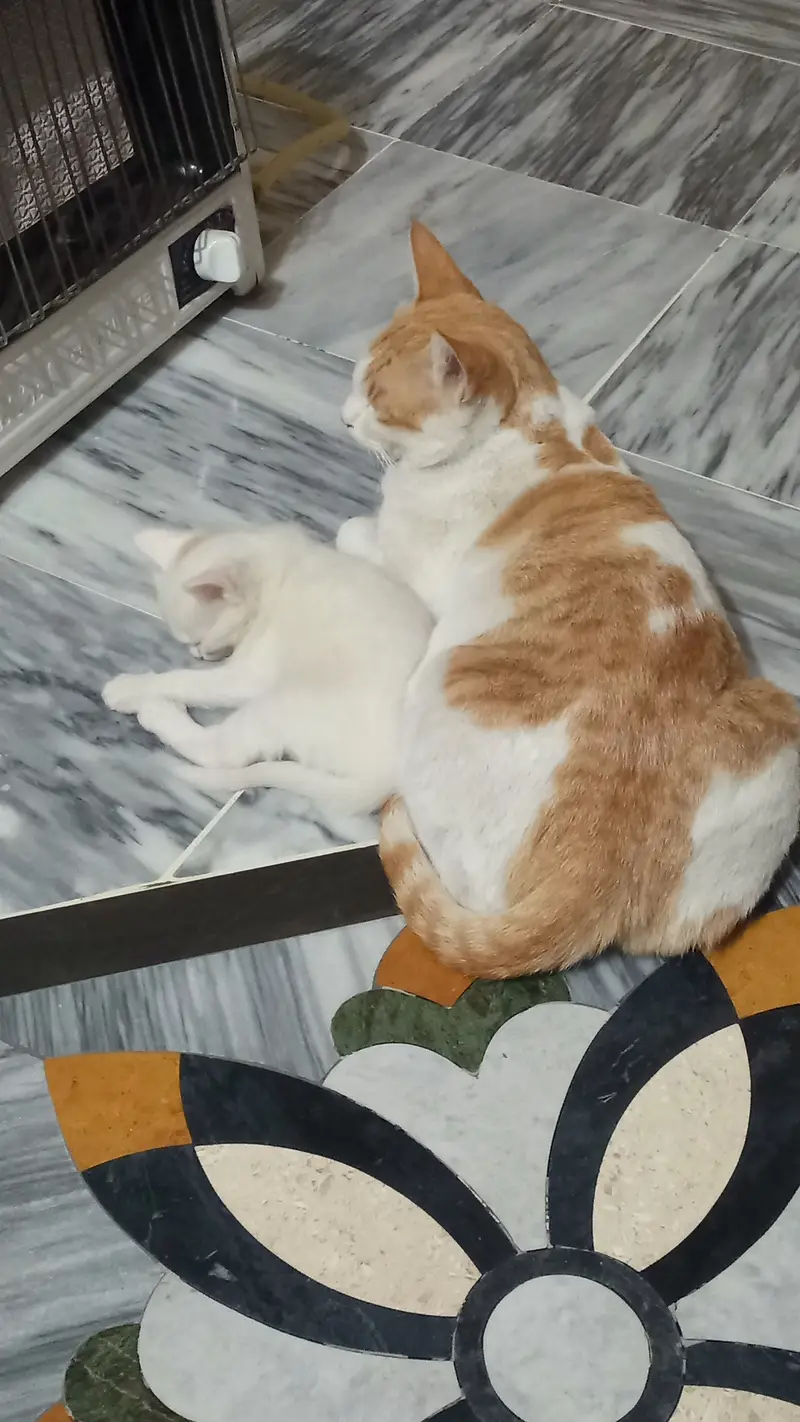 7 half persian kittens — photo 6