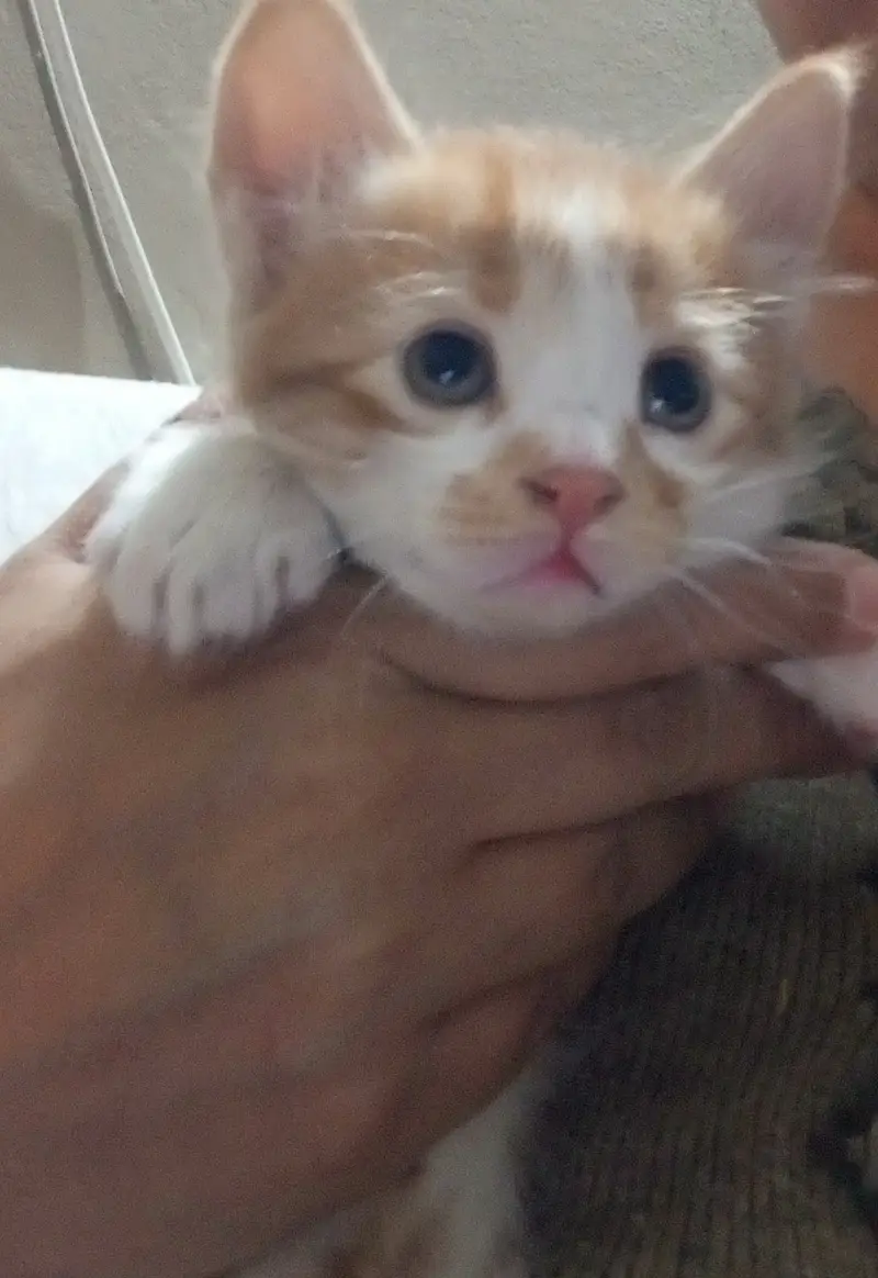 7 half persian kittens — photo 7