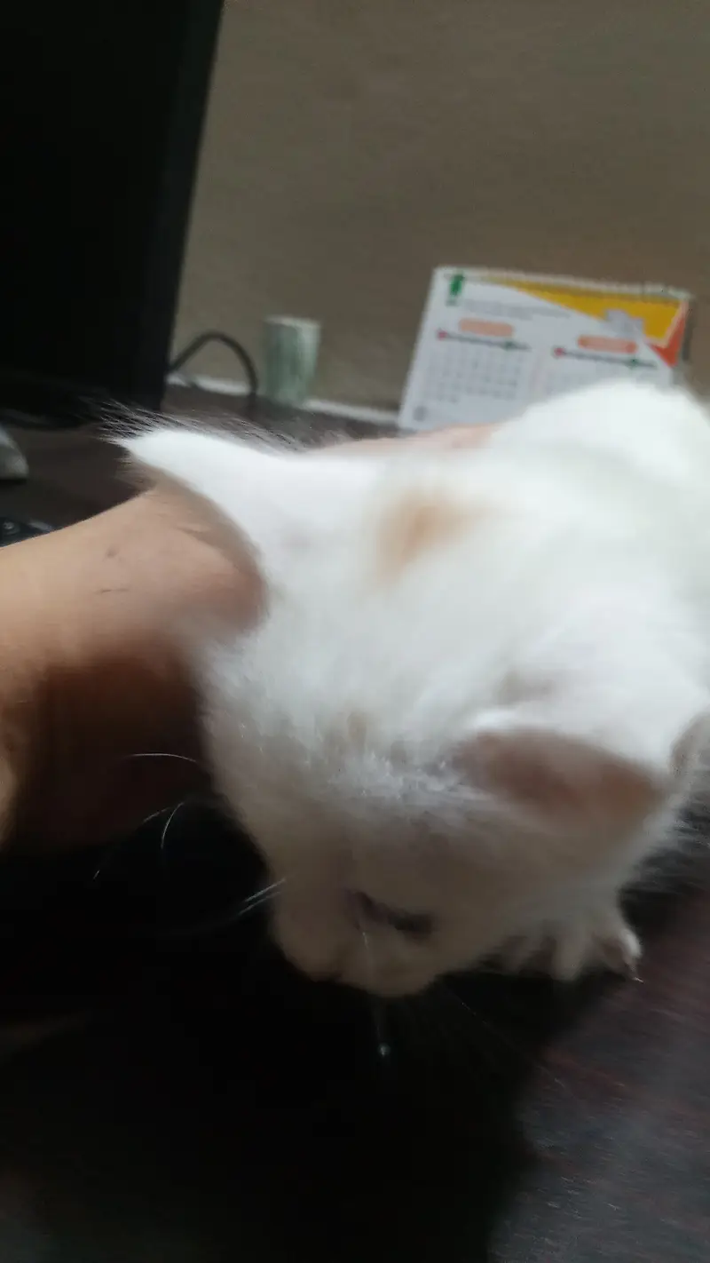 7 half persian kittens — photo 8