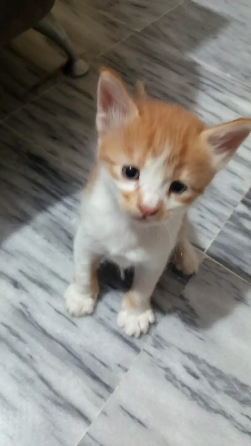 7 half persian kittens — photo 9