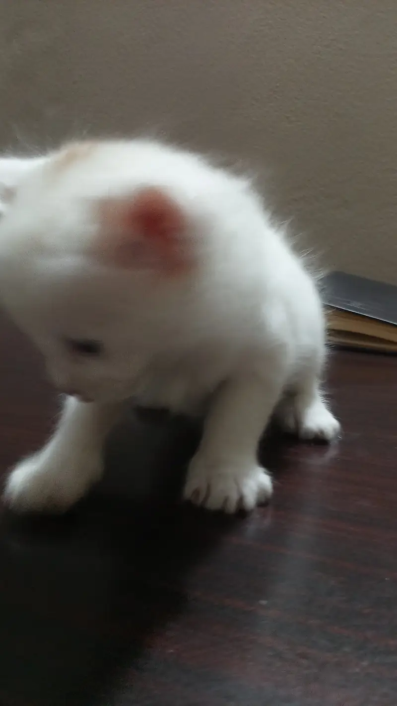 7 half persian kittens — photo 10