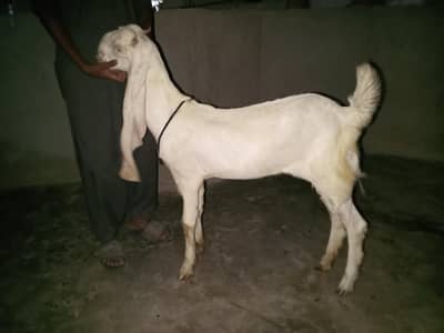 pure gulabi bakri