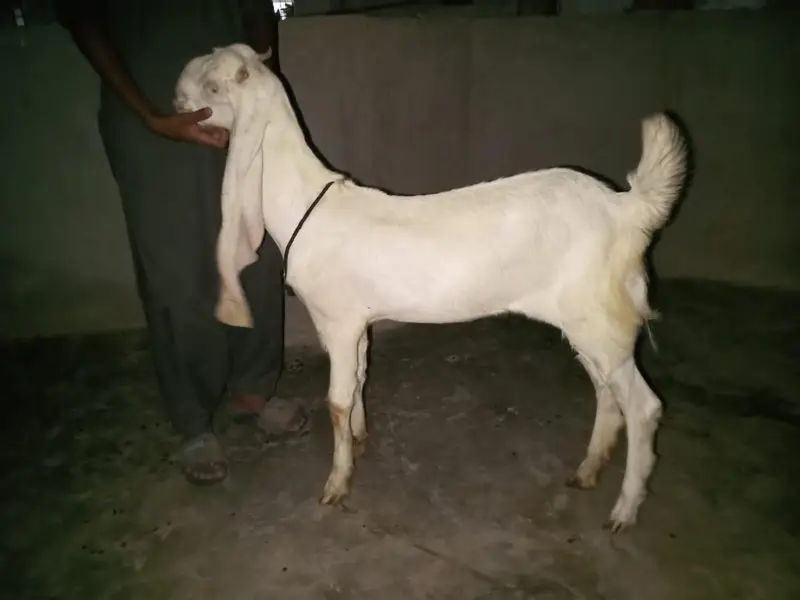 pure gulabi bakri — photo 2