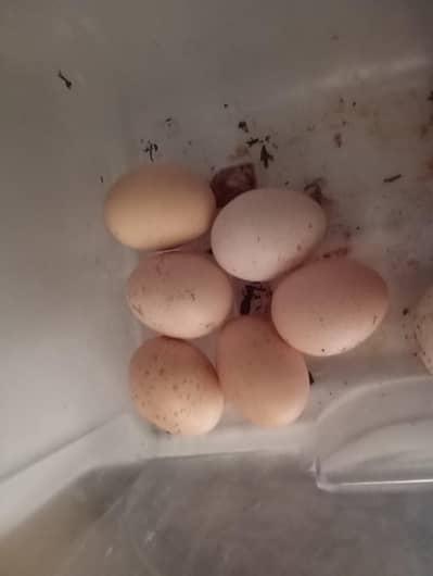 TOP QUALITY GERMAN OH SHAMO EGGS + SHAMO CROSS 1.5 MONTH PAIR FOR SALE