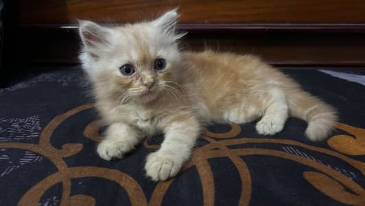 persian triple coat