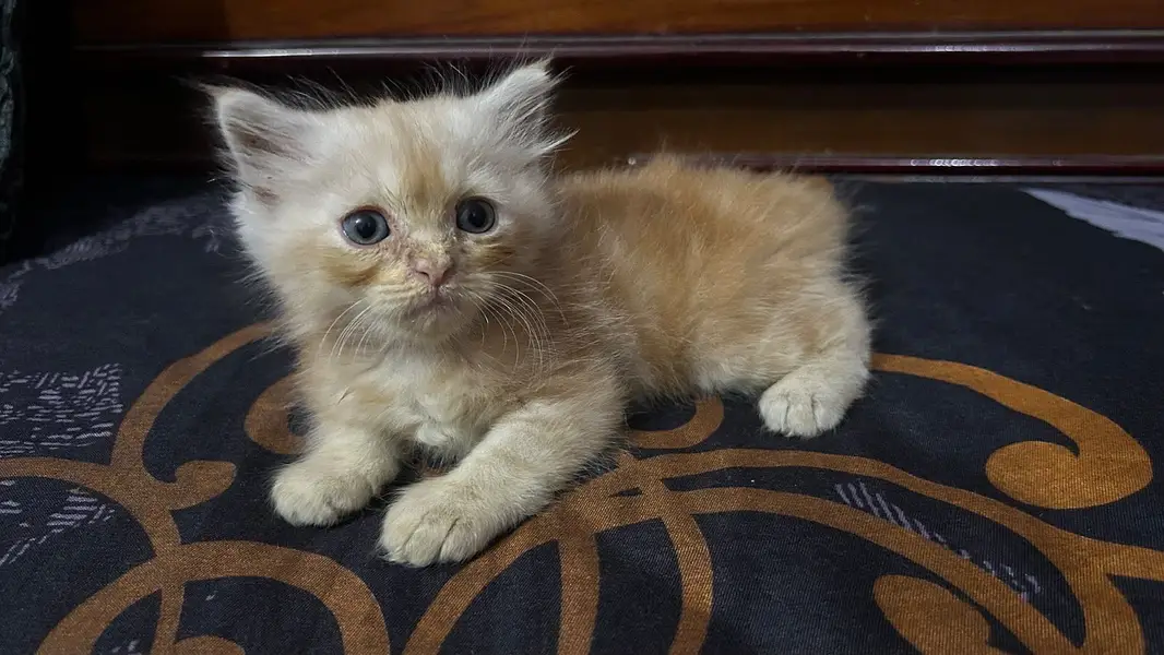 persian triple coat — photo 3
