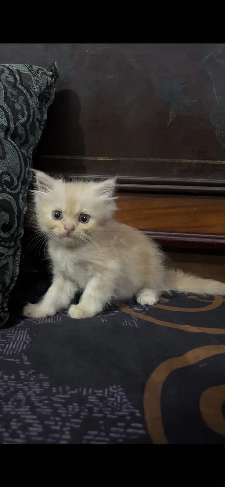 persian triple coat — photo 4