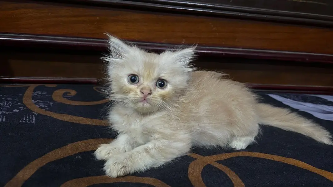 persian triple coat — photo 6