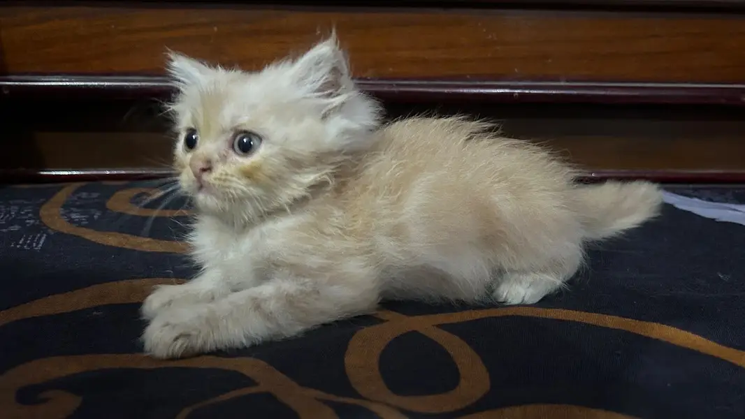 persian triple coat — photo 7