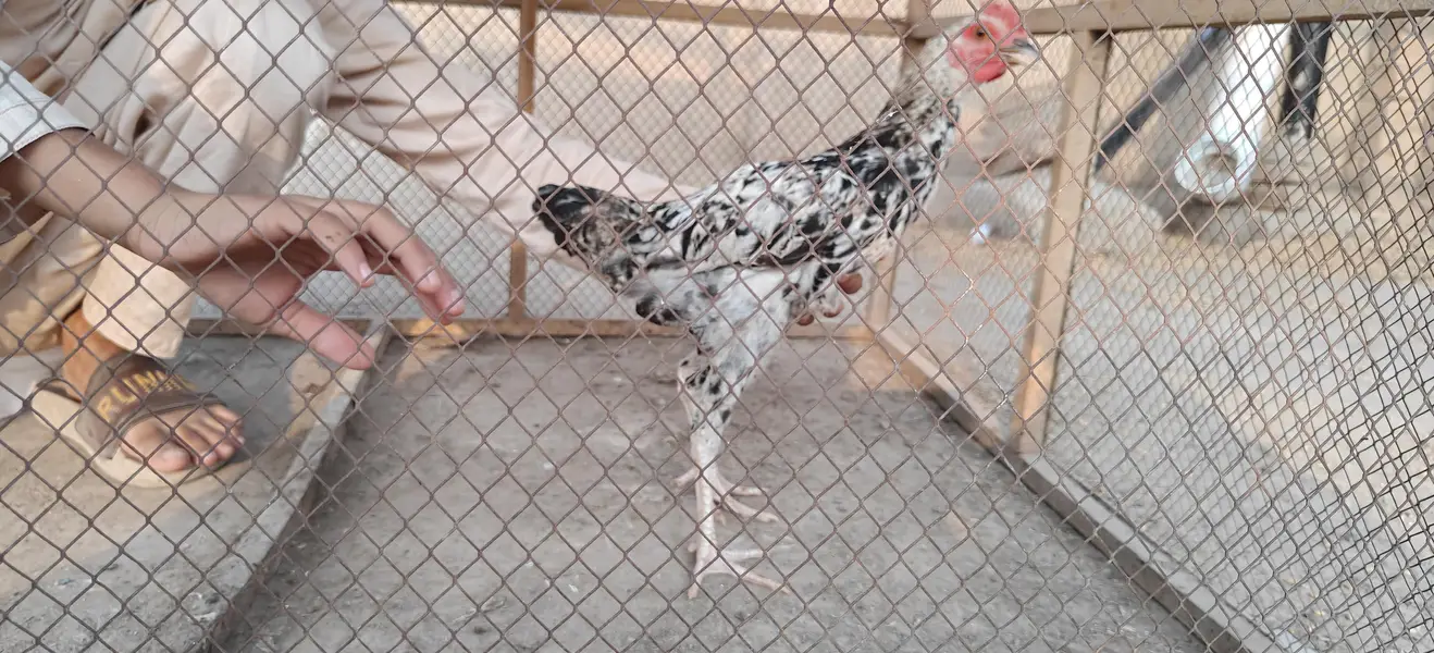 25 Murgy and Murgian for sale — photo 3