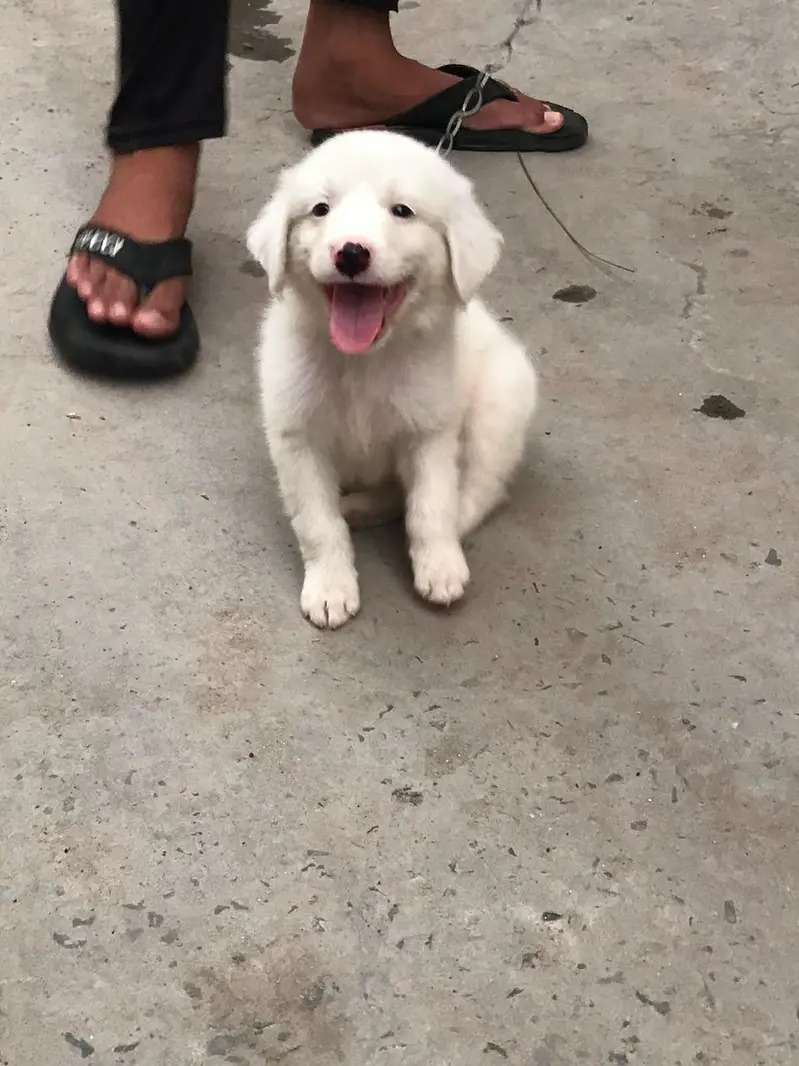 I am selling  my dog urgent — photo 2