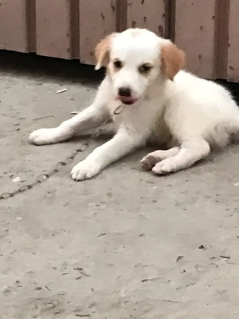 I am selling  my dog urgent — photo 3
