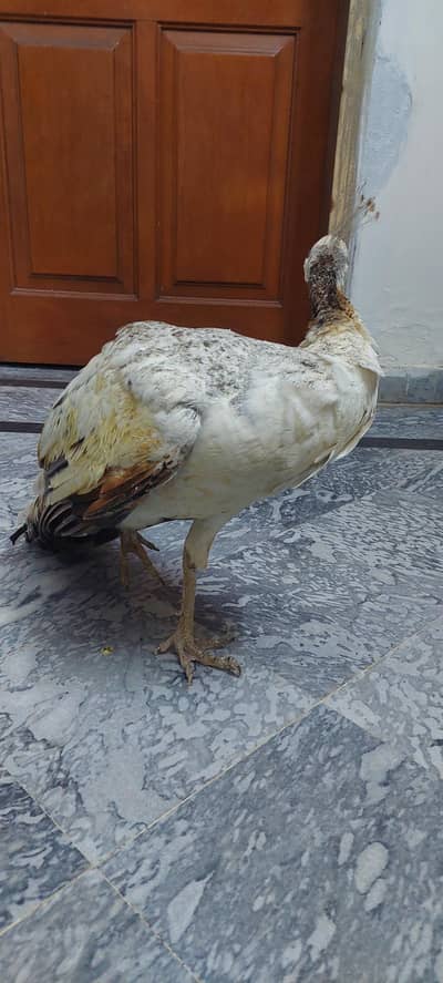 Black Shoulder Peacock female