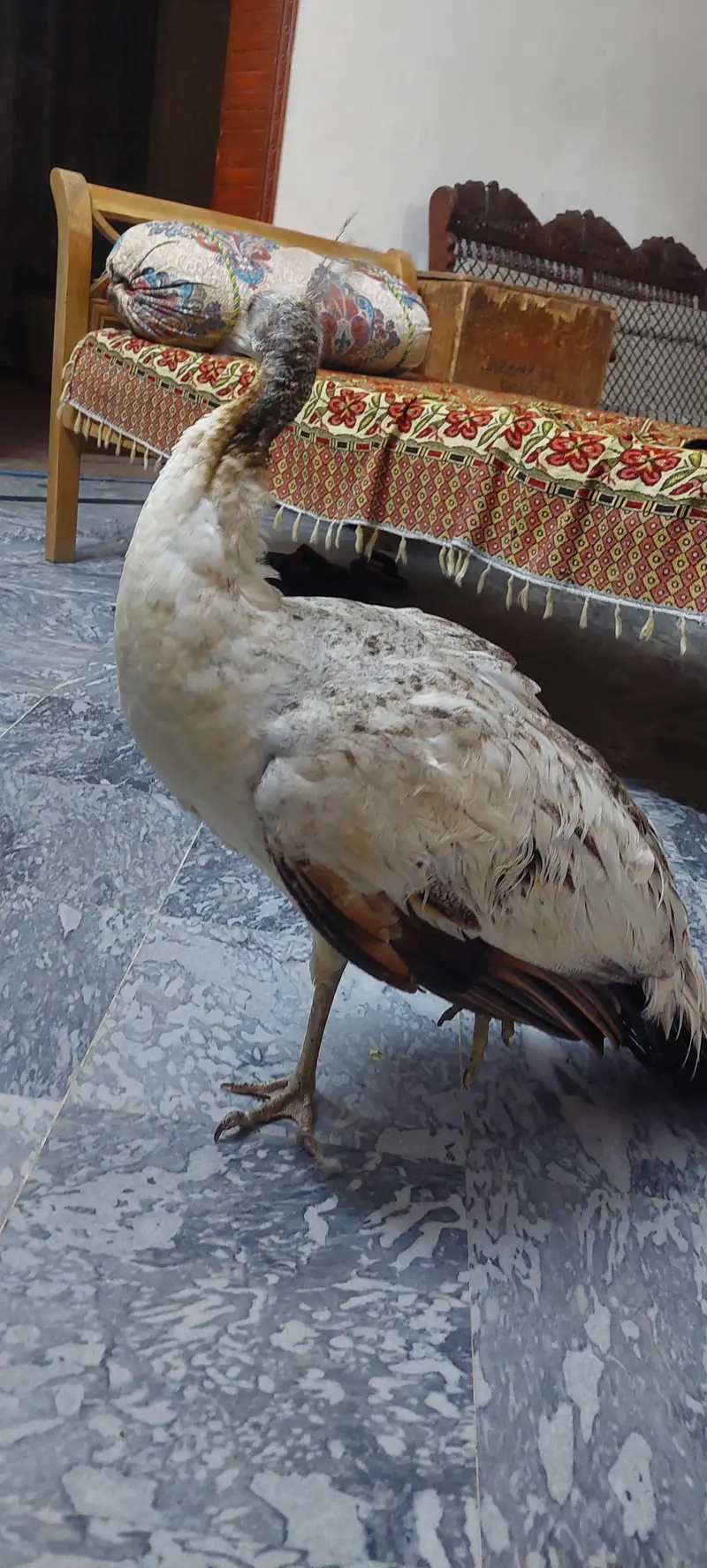 Black Shoulder Peacock female — photo 2