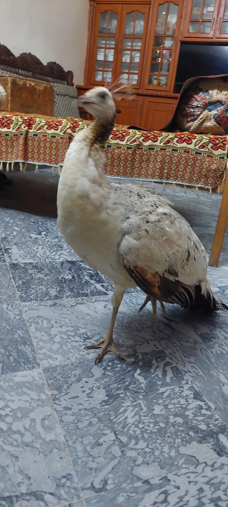 Black Shoulder Peacock female — photo 3
