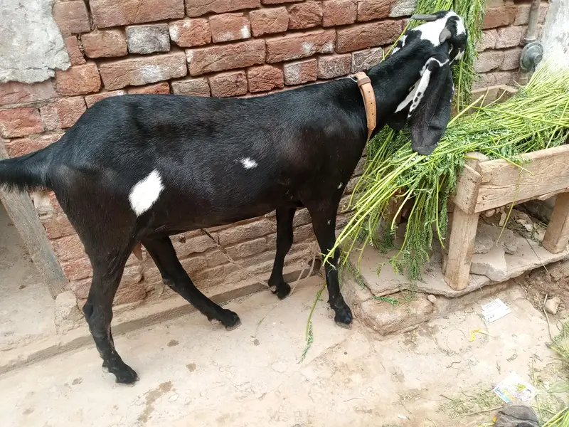female — photo 2