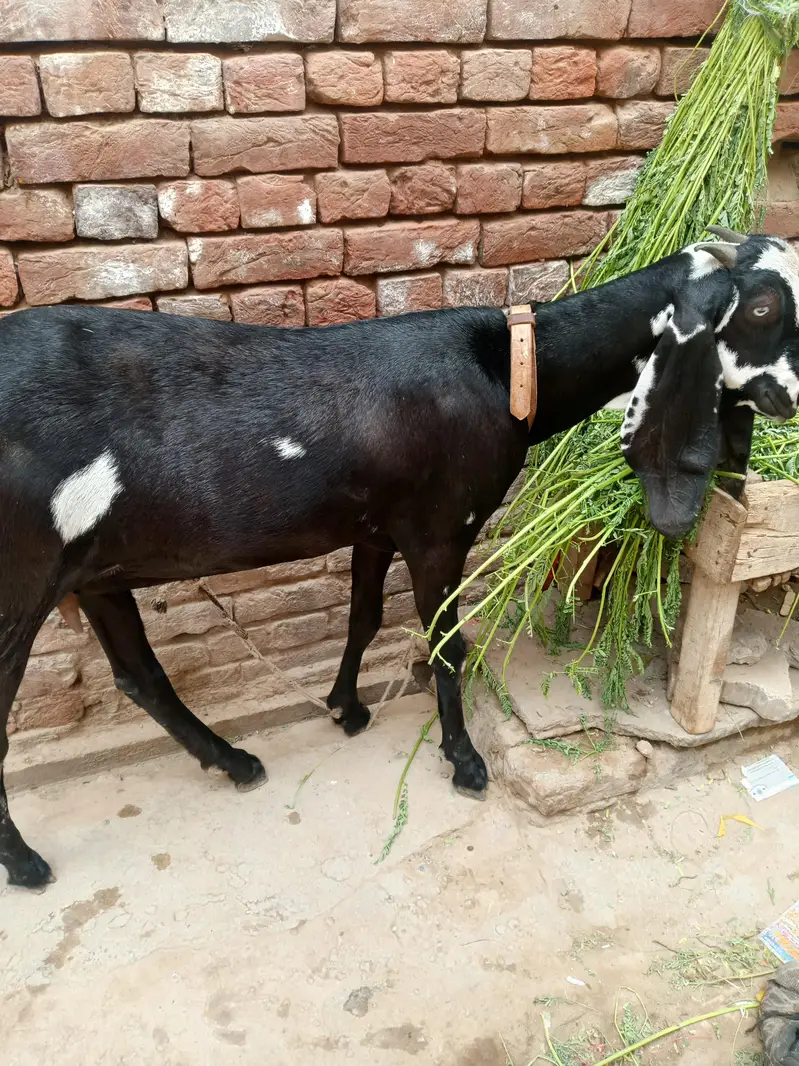 female — photo 3