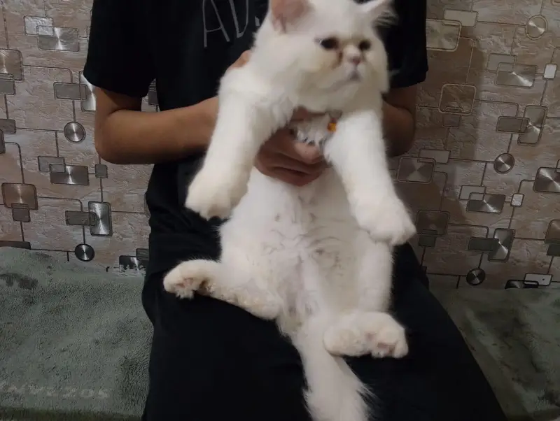 White Persian Odd Eyes Male — photo 3